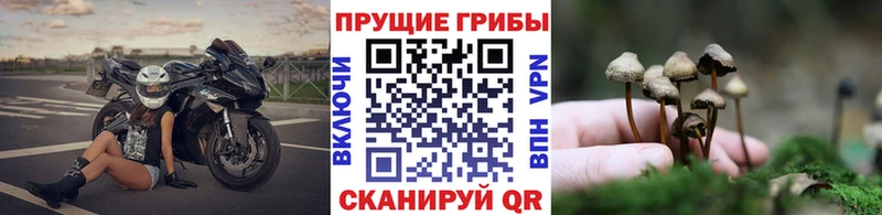 Галлюциногенные грибы Psilocybine cubensis Джанкой